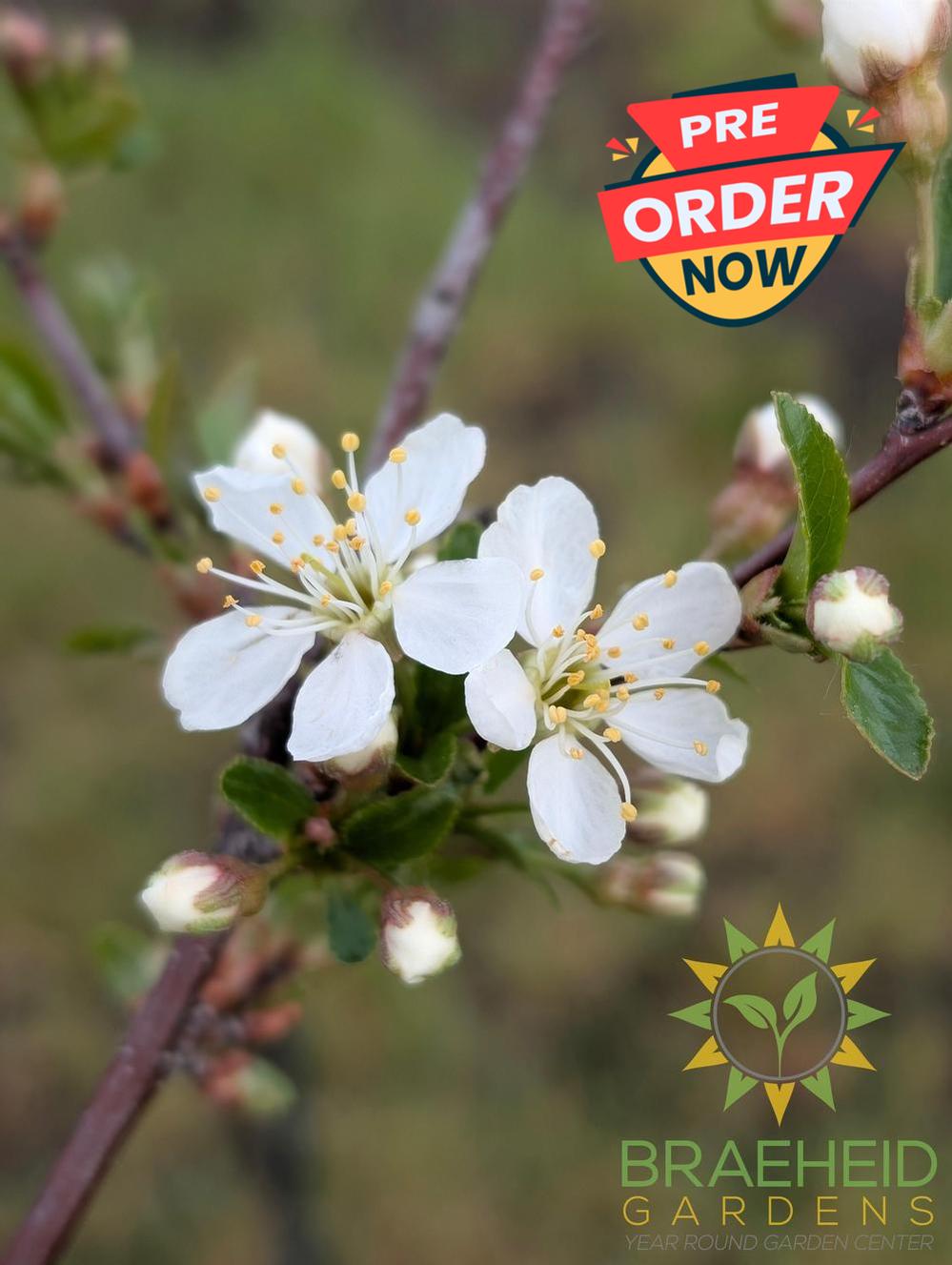 Crimson Passion Cherry Tree