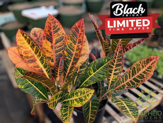 Large Croton Petra Bush - NO SHIP -