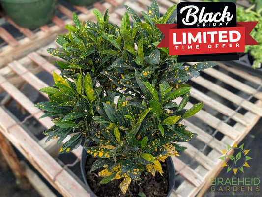 Large Croton Gold Dust - NO SHIP -