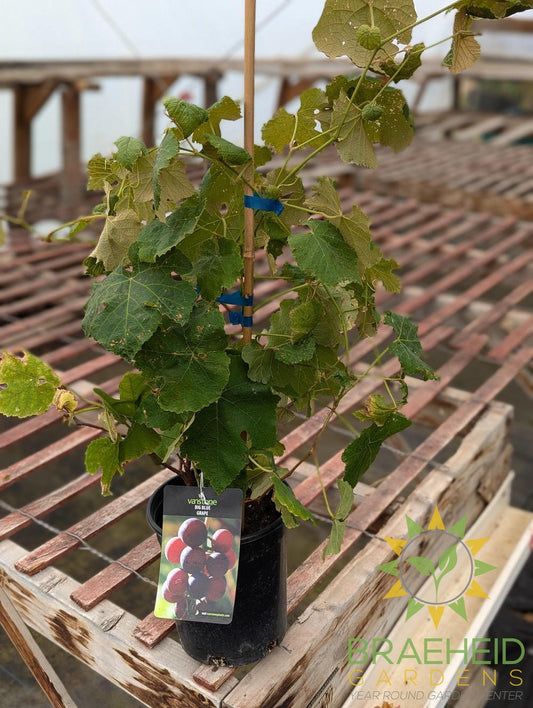 Buy Big Blue Grape - NO SHIP - an Vine in Grande Prairie Alberta - Braeheid Gardens Ltd.