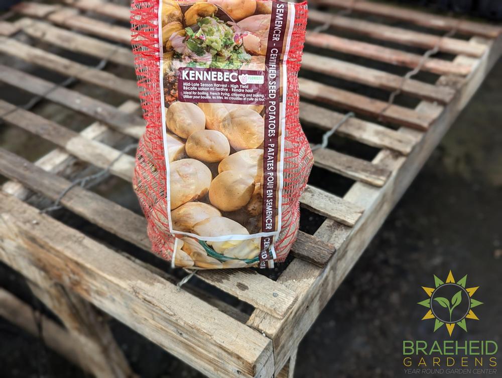 Kennebec Potatoes
