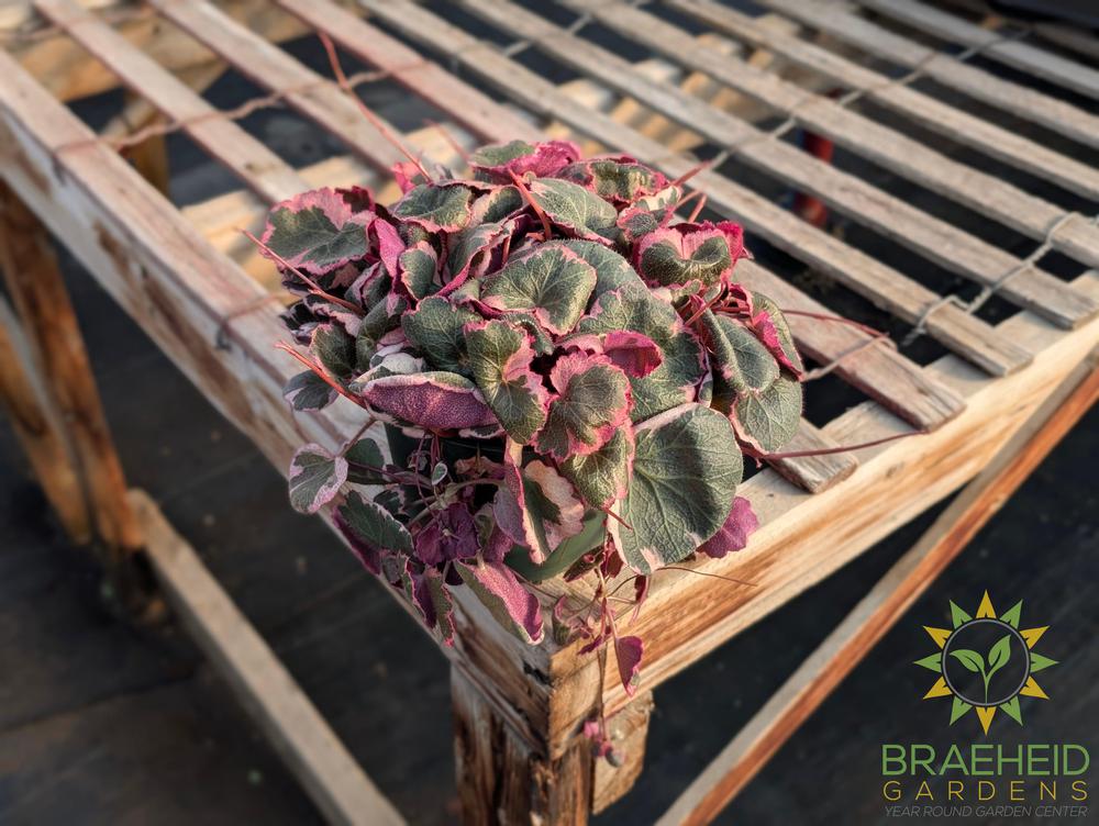 Variegated Strawberry Begonia