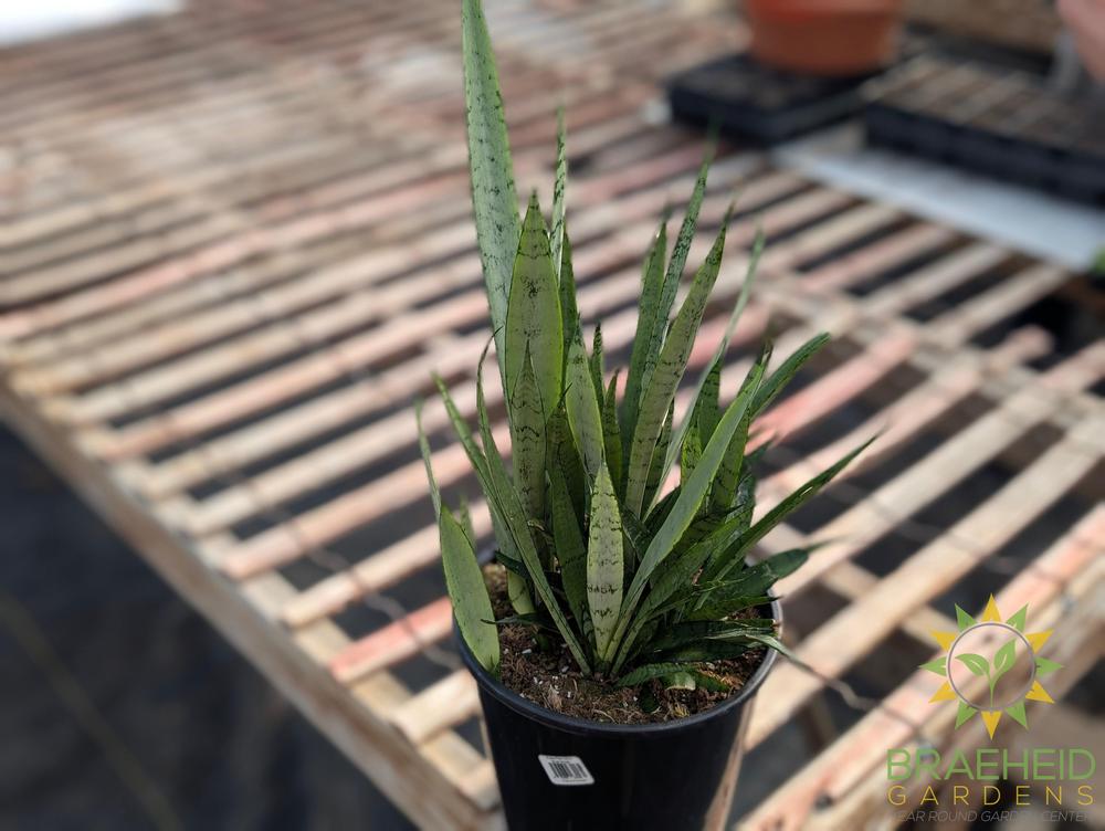 snake plant silver streak Silver Streak Sansevieria – Braeheid Gardens Ltd