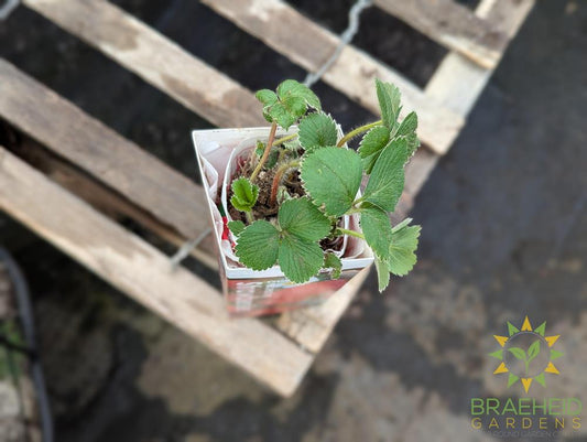 Buy Everbearing Strawberry Albion Bare Root an Perennial in Grande Prairie Alberta - Braeheid Gardens Ltd.