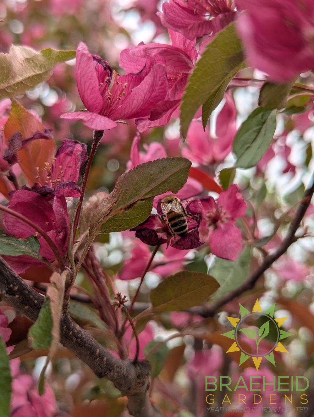 Radiant Flowering Crabapple