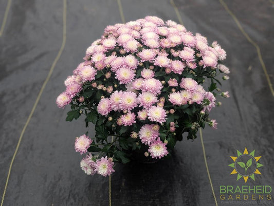 Fall Mums - assorted colors