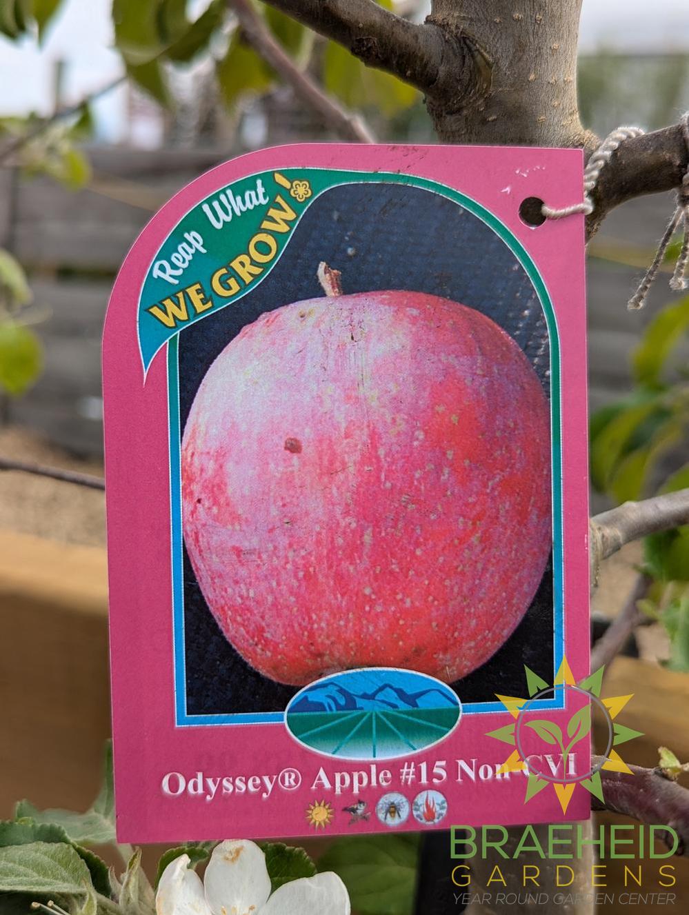 Odyssey Apple