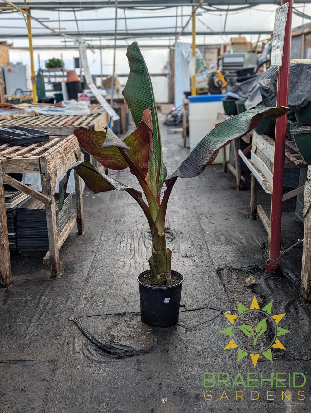 Red Abyssinian Banana Plant - SHIPPING NOT AVAILABLE
