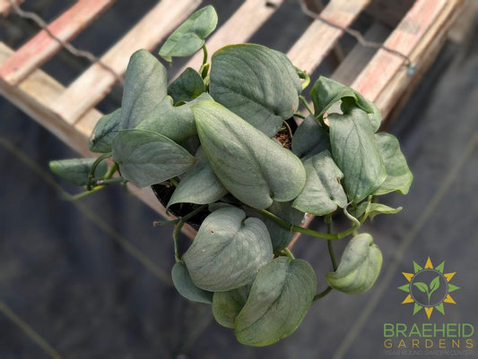 Scindapsus Java Platinum