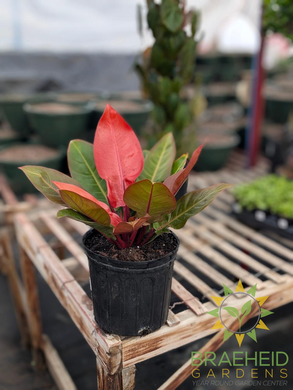 Large Prince of Orange Philodendron - NO SHIP