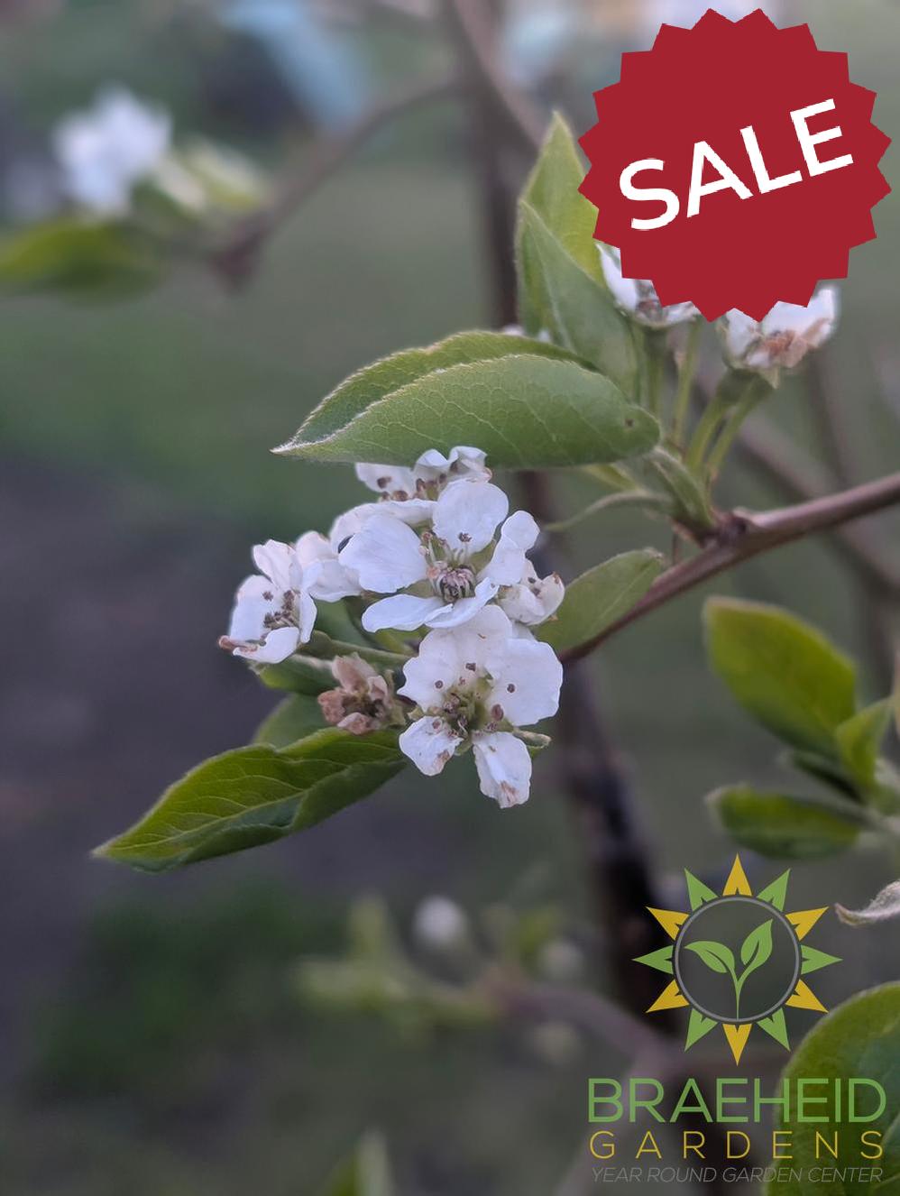 Early Gold Pear