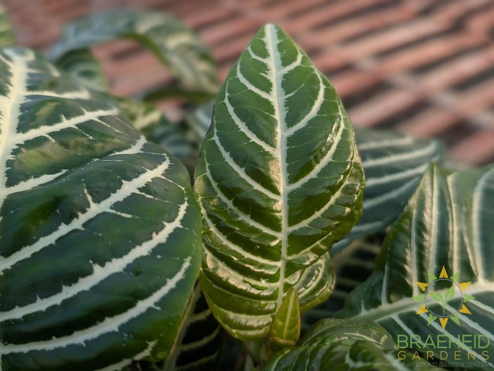 Large zebra plant - NO SHIP -