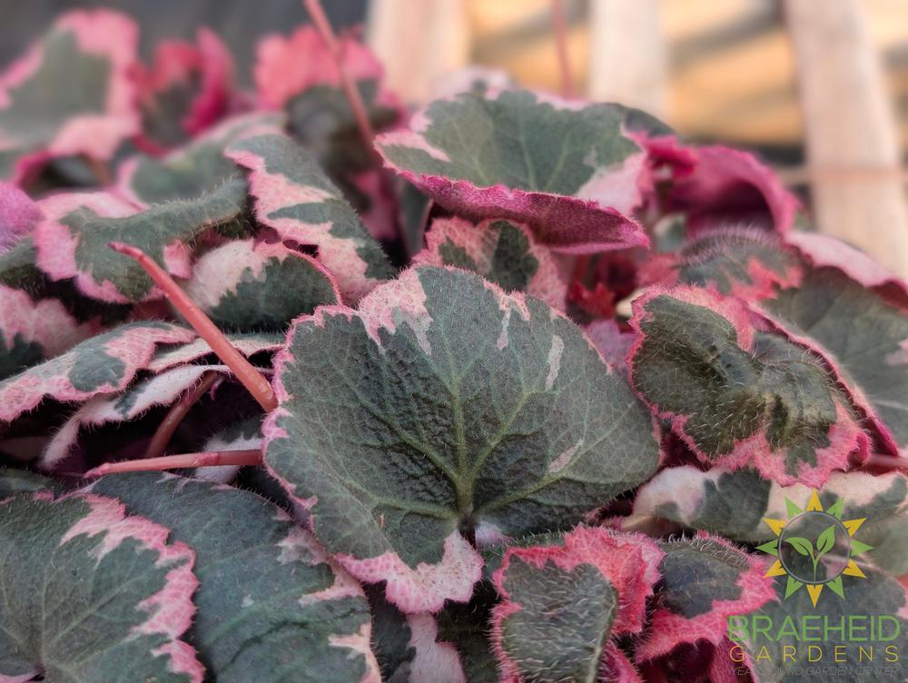 Variegated Strawberry Begonia