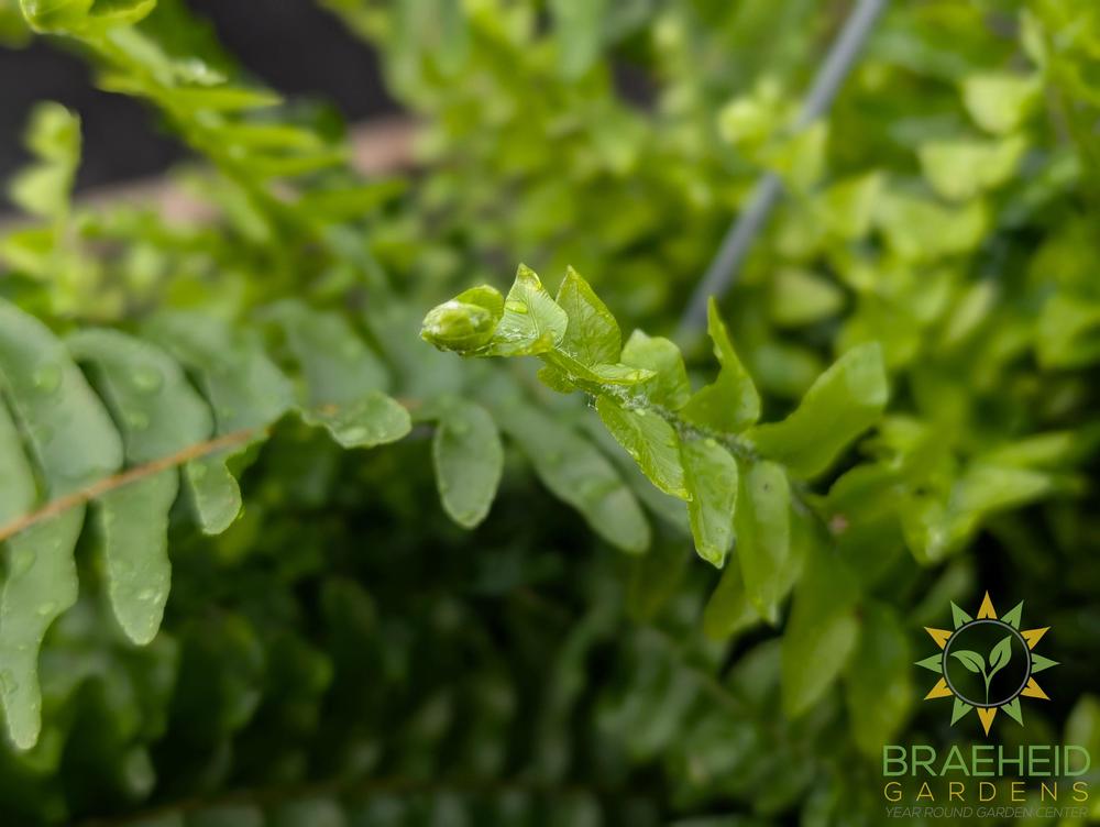 Boston Fern Nevada - Hanging Basket