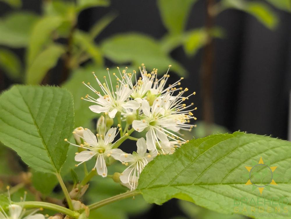 Amur Cherry Tree