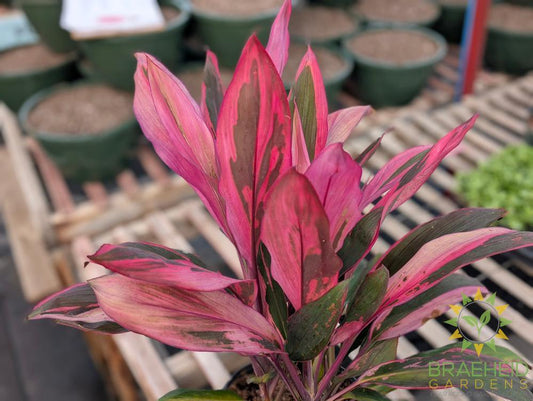 Large Cordyline Maria - NO SHIP -