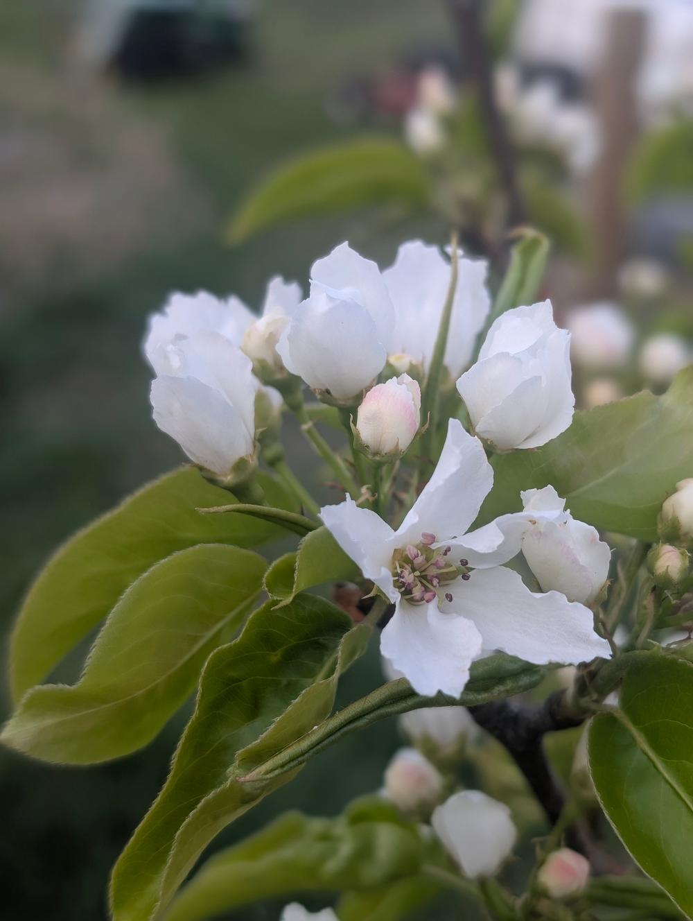Navigator Pear