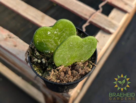 Hoya Kerrii - Heart Leaf only