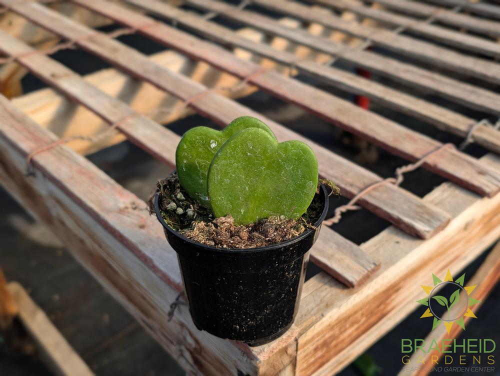 Hoya Kerrii - Heart Leaf only