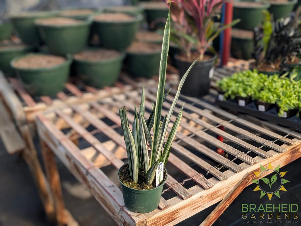 Snake Plant Bantel's Sensation