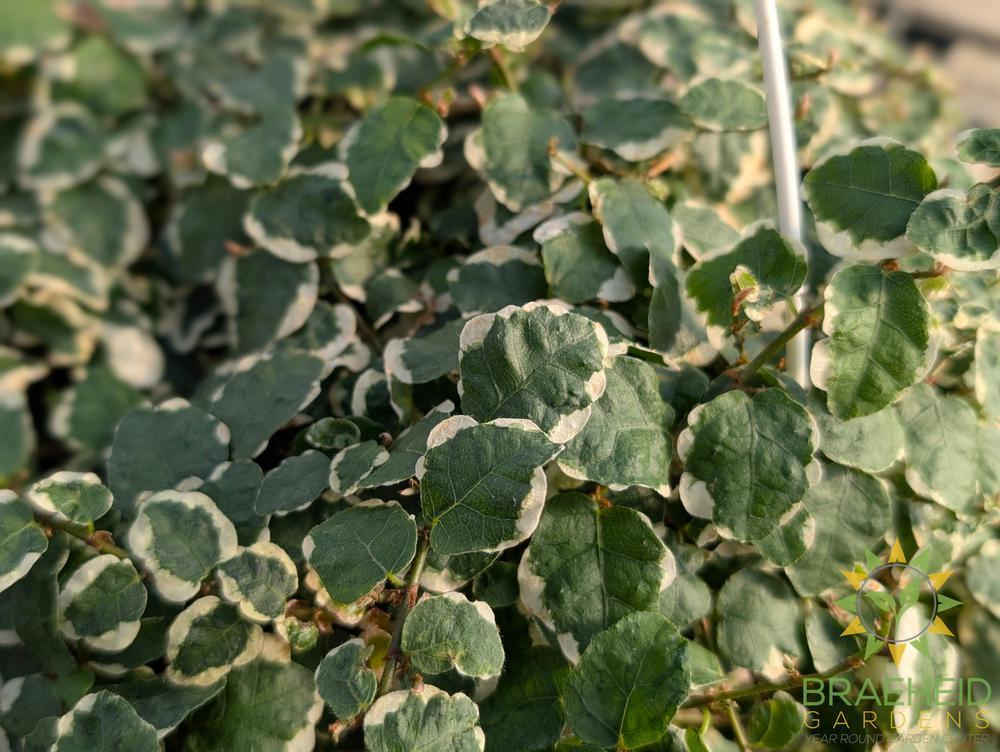 Creeping Ficus Hanging Basket
