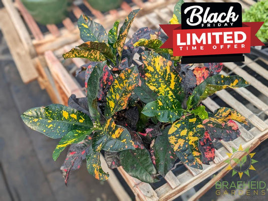 Large Croton Magnificent Bush- NO SHIP -