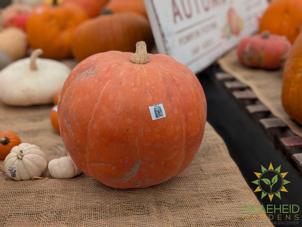 Orange Carving Pumpkin