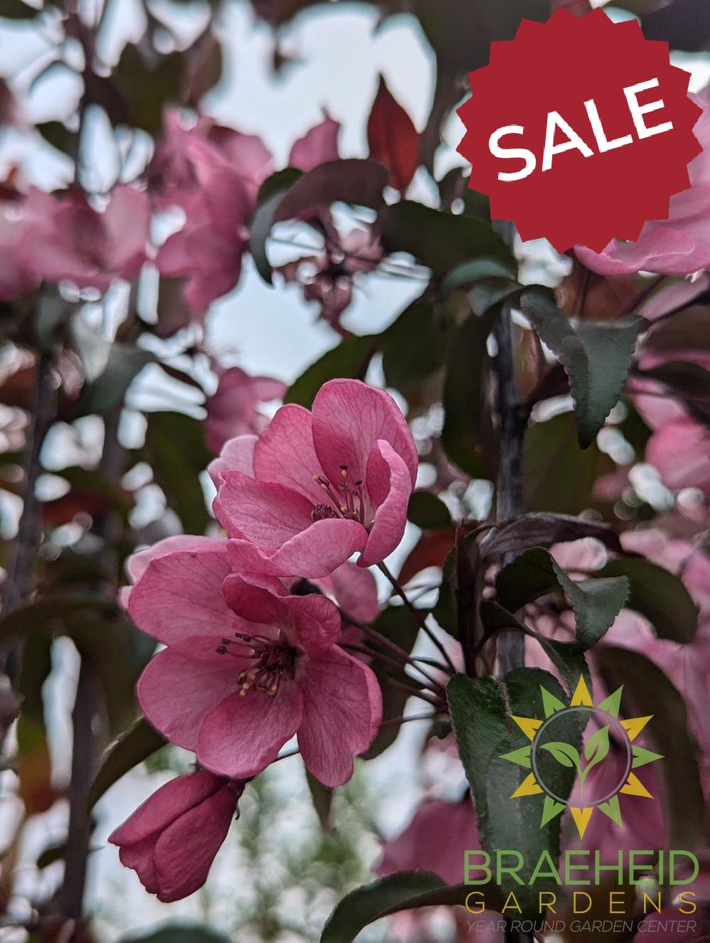 Gladiator® Rosybloom Crabapple