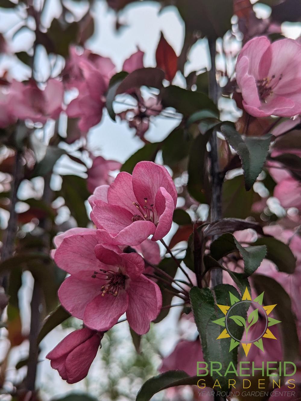Gladiator® Rosybloom Crabapple