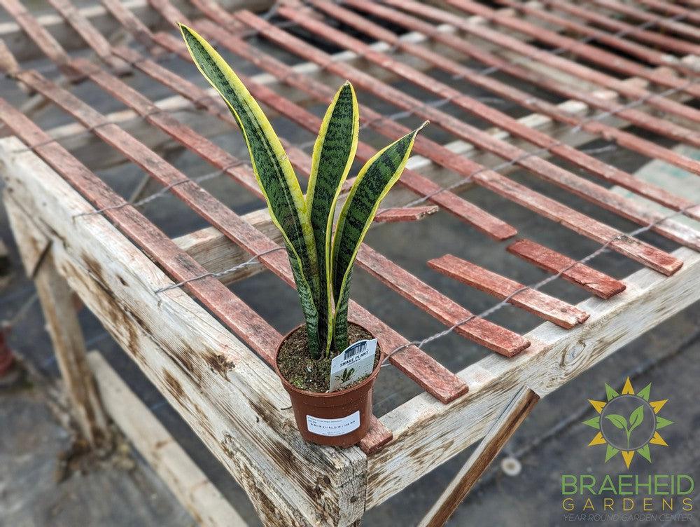Mother In Law Tongue Sansevieria