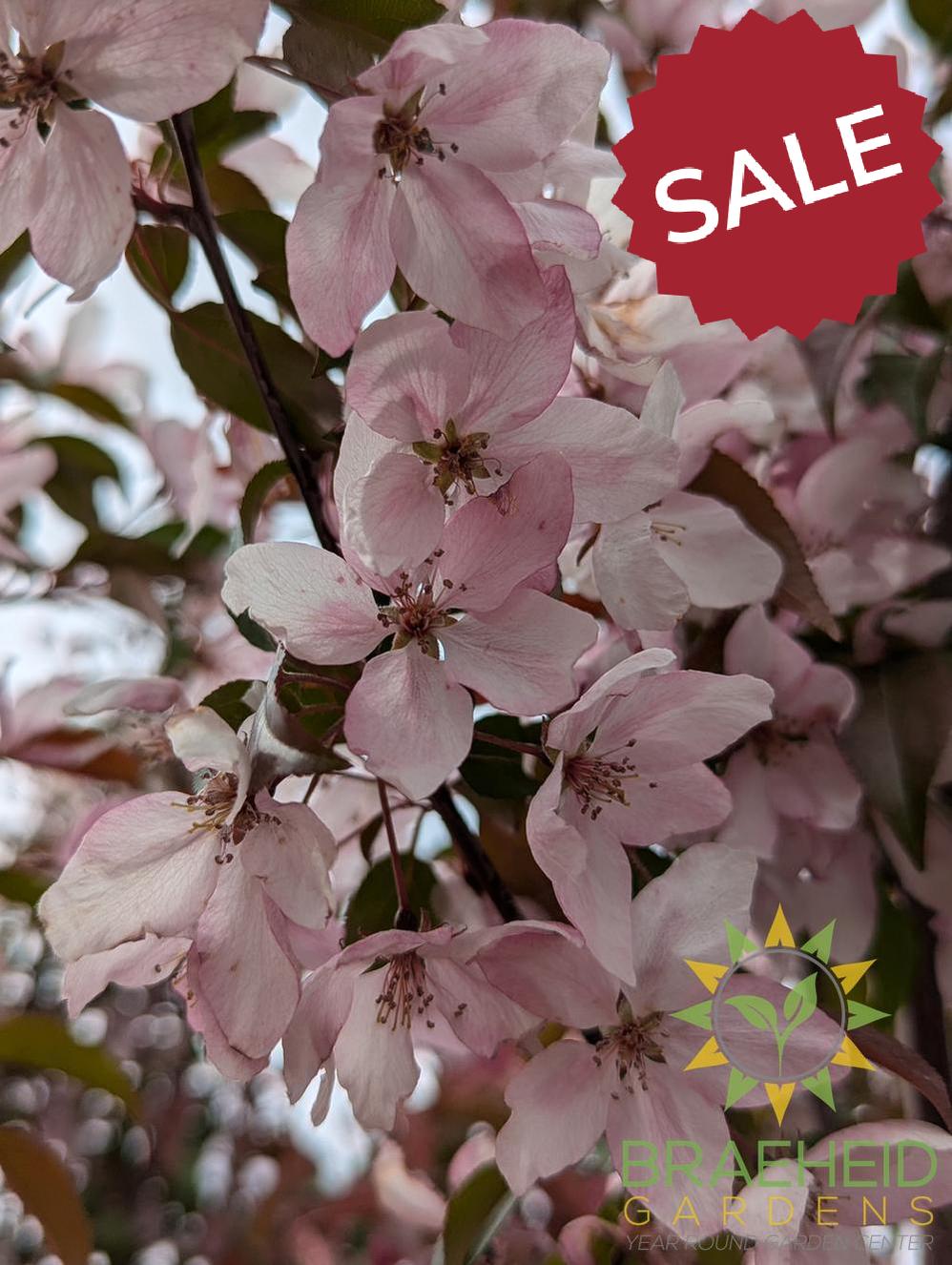 Pink Spires Flowering Crabapple