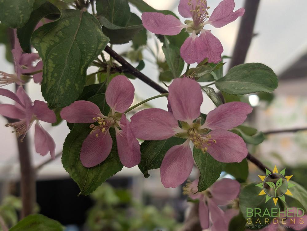 Selkirk Flowering Crabapple