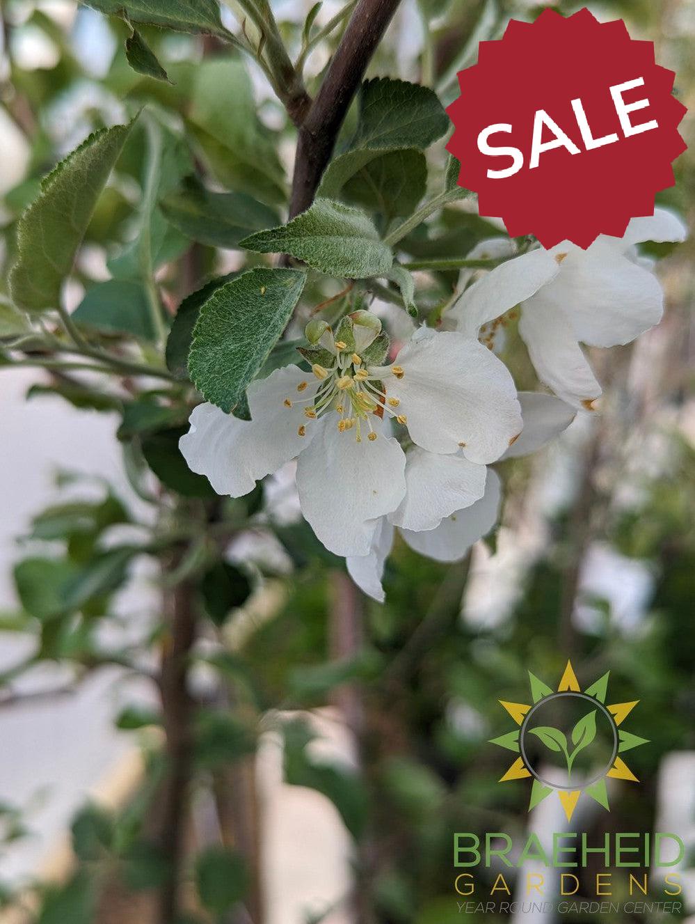 Dexter Jackson Apple- Tree for sale, Grown in Grande Prairie -Braeheid Gardens Ltd. on Emerson Trail