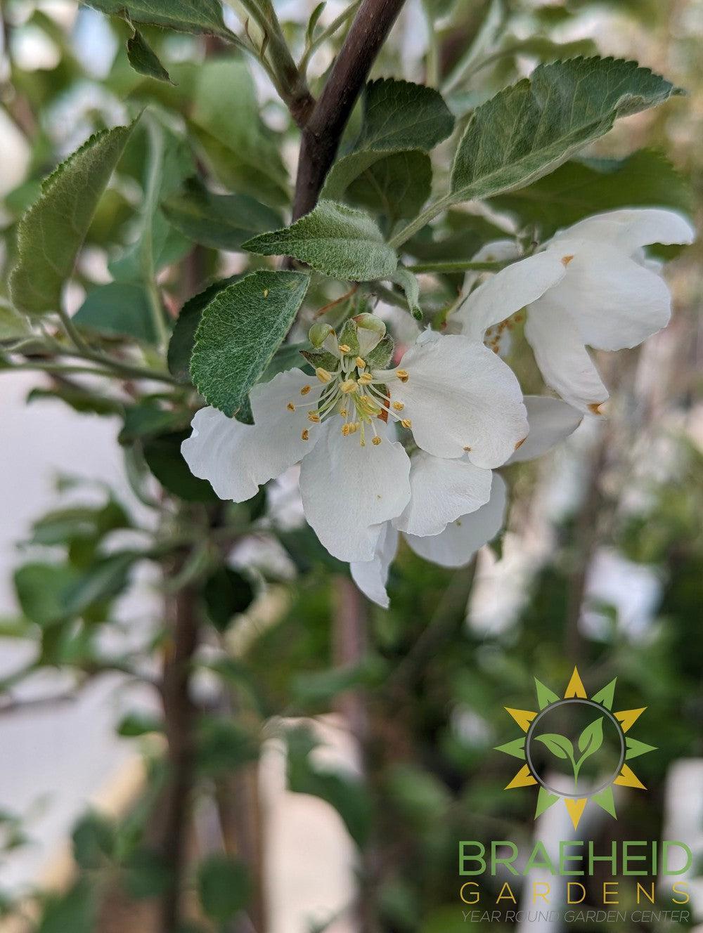 Dexter Jackson Apple- Tree for sale, Grown in Grande Prairie -Braeheid Gardens Ltd. on Emerson Trail