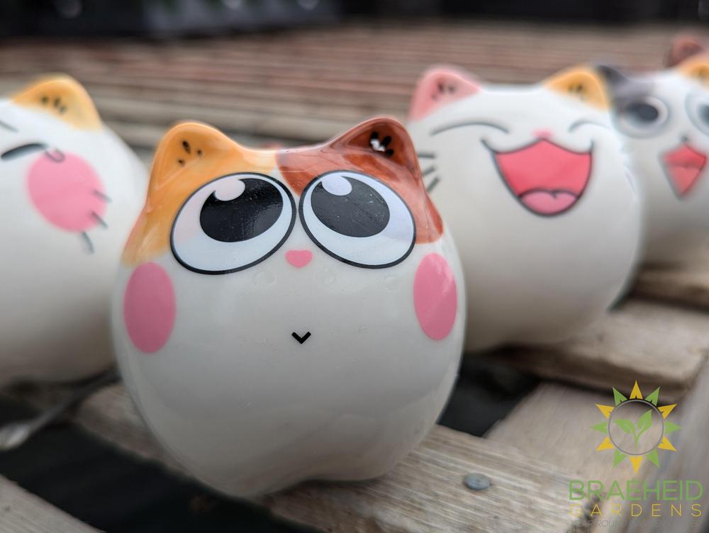 Ceramic Cat Pot