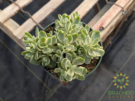 Jade Argentea Variegated