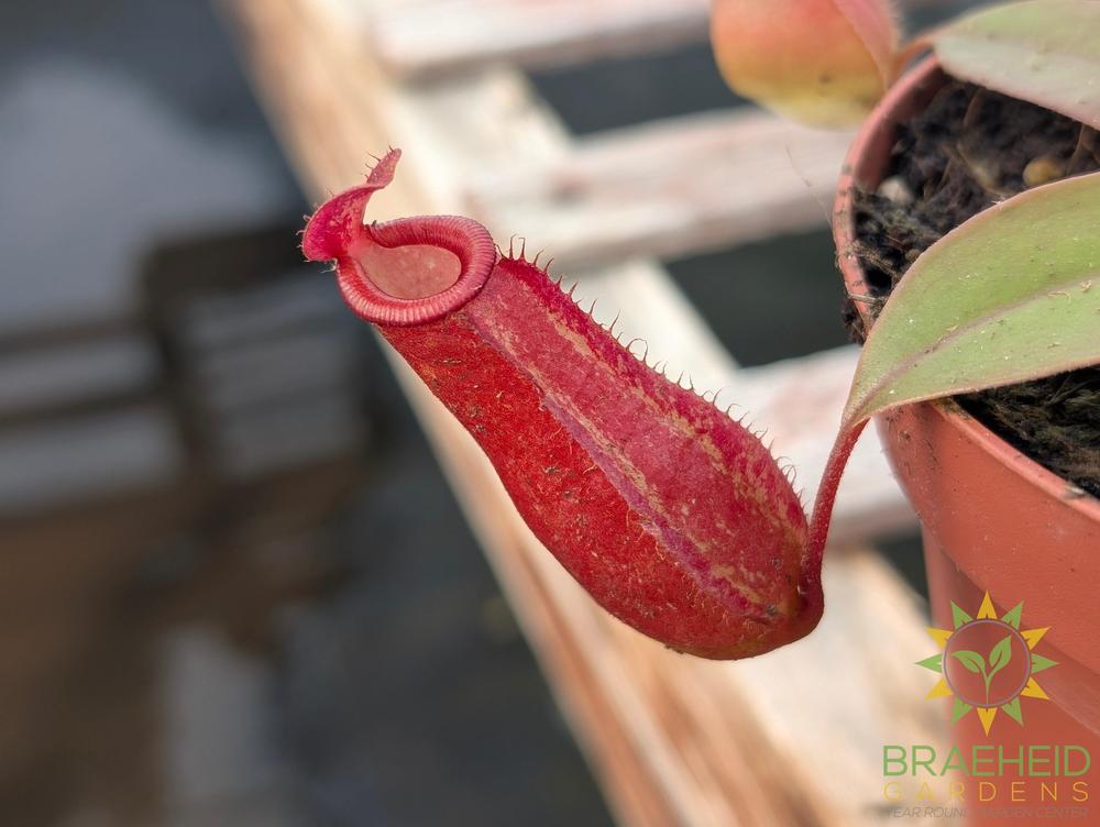 Nepenthes Bloody Mary - Pitcher Plant