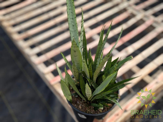 Silver Streak Sansevieria