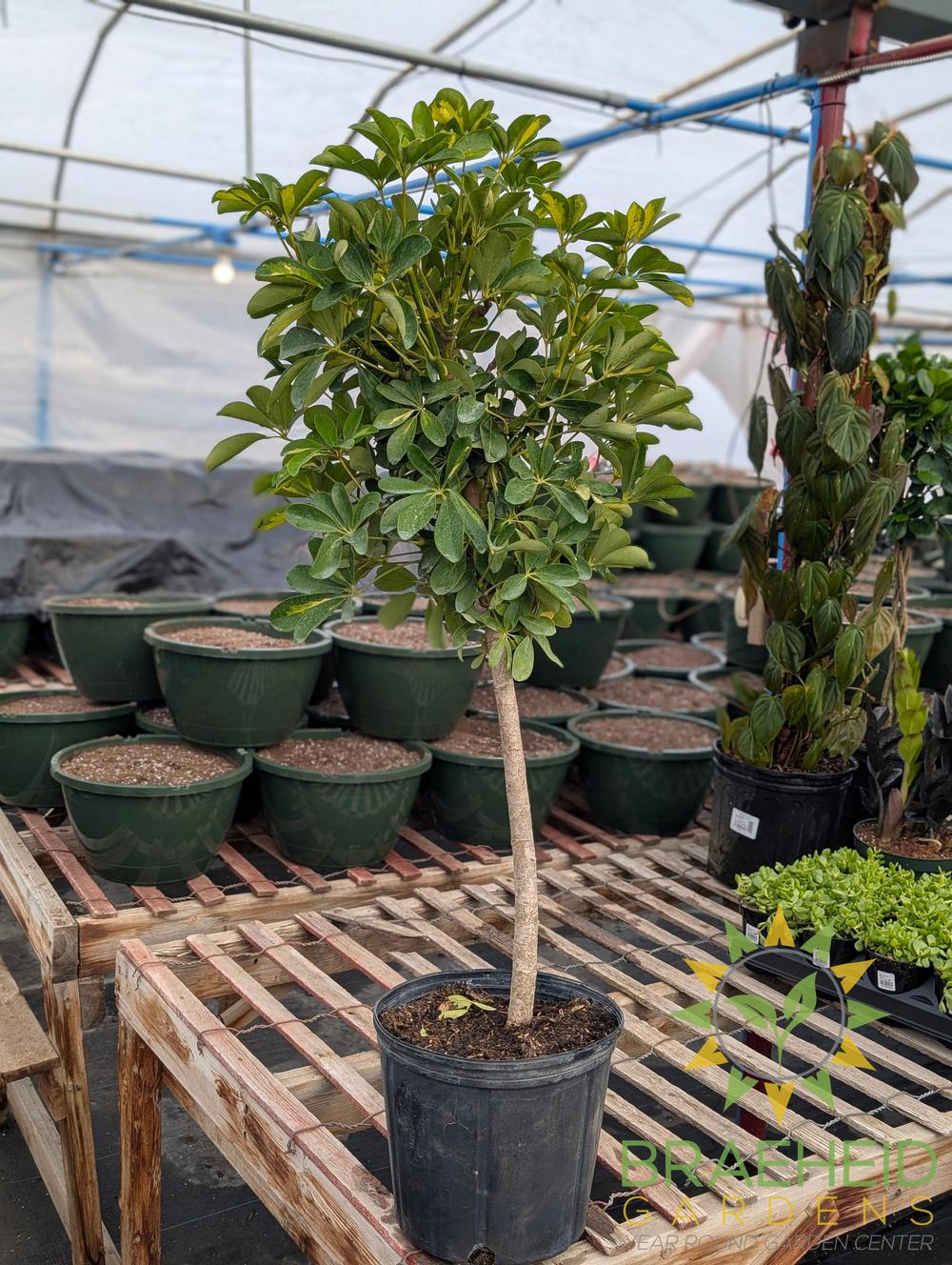 Large Schefflera Gold Capella - NO SHIP -