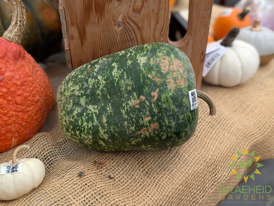 Specialty Gourds - NO SHIP