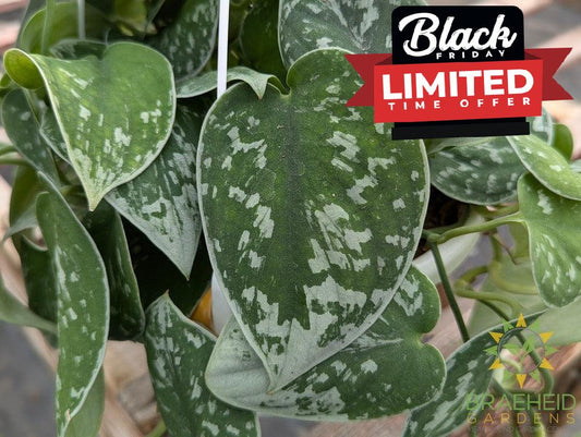 Silvery Ann Pothos Hanging Basket (Scindapsus Pictus Silvery Ann)