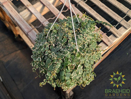 Creeping Ficus Hanging Basket