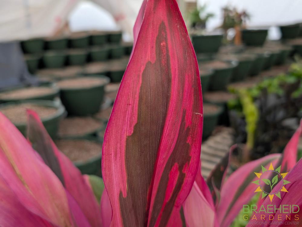 Large Cordyline Maria - NO SHIP -