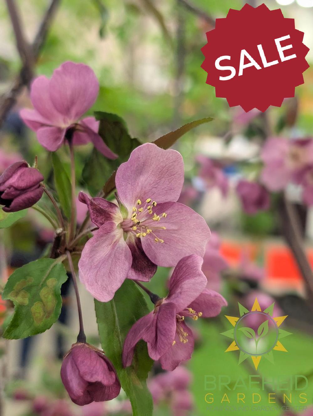 Gladiator® Rosybloom Crabapple