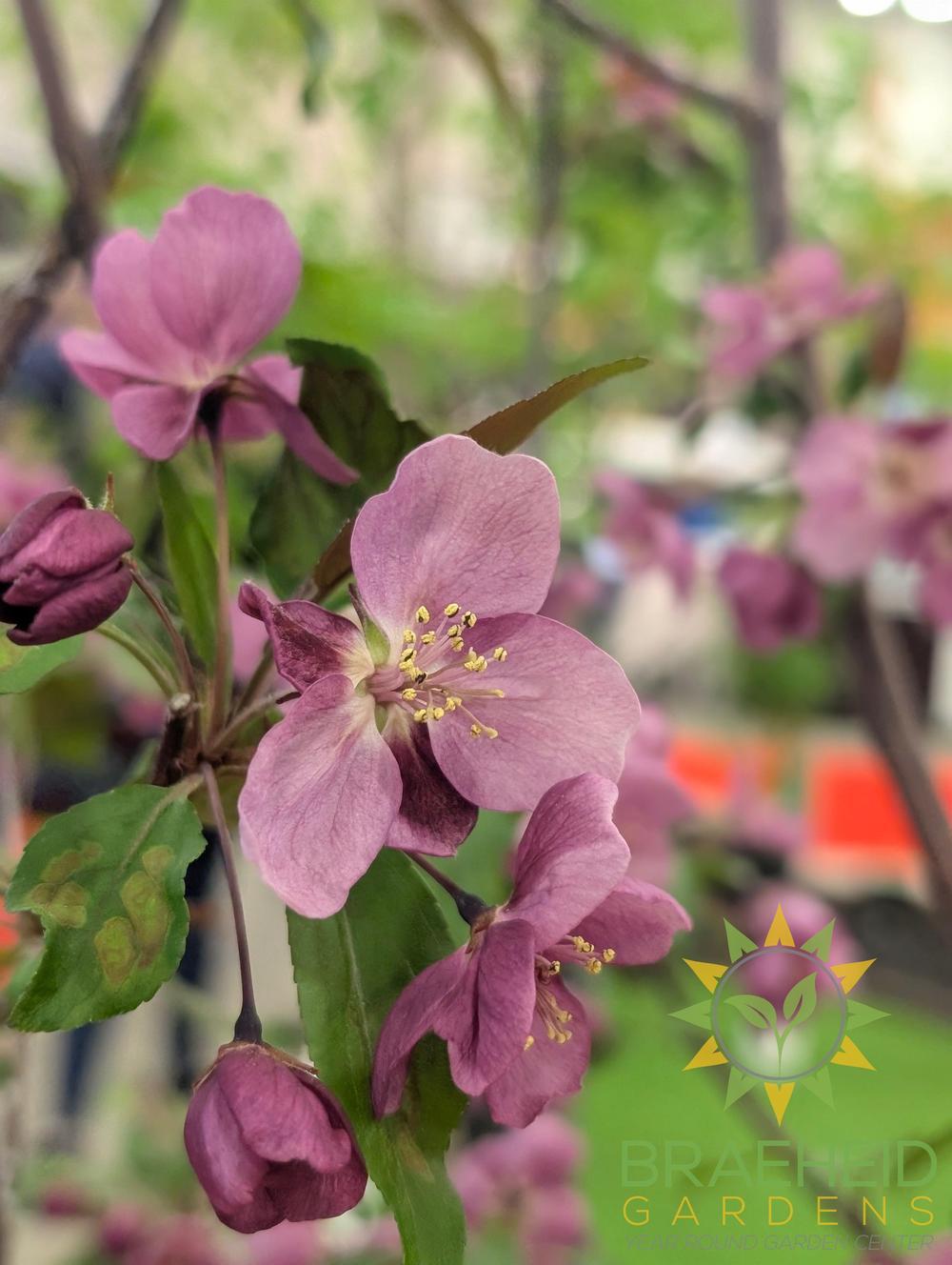 Gladiator® Rosybloom Crabapple