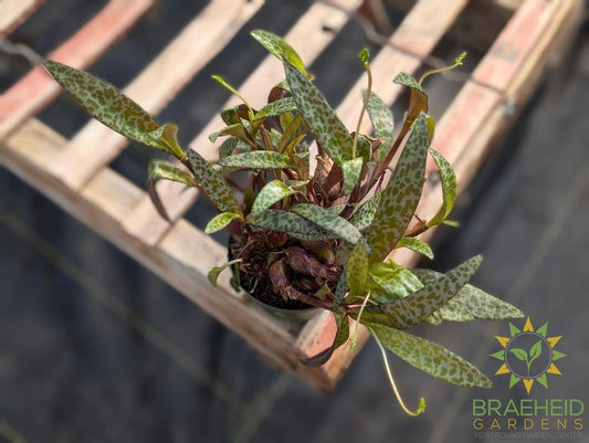 Silver Squill Leopard Lily