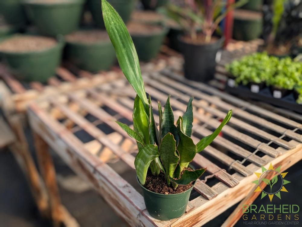 Sansevieria Jaboa