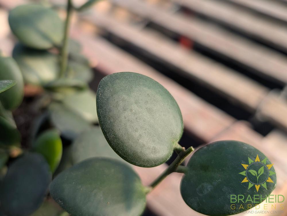 String of Coins - Xerosicyos Danguyi