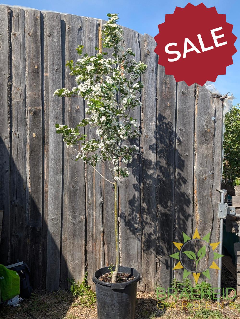 Snowbird Hawthorn