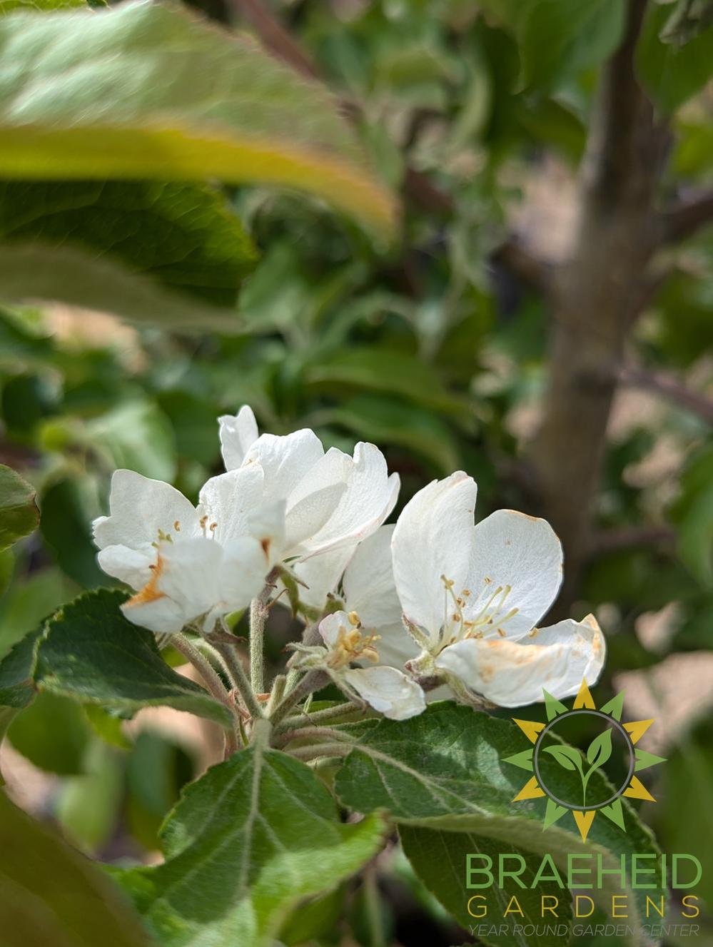 Odyssey Apple